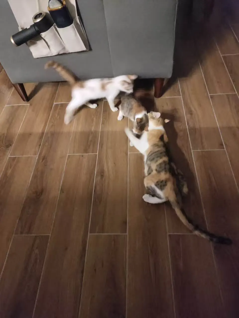 Ginger playing with her kids in the living room